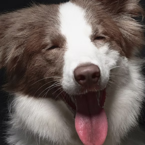 best pet photographers in hong, pet photography studio hong kong, cat photography, dog photography, cm leung