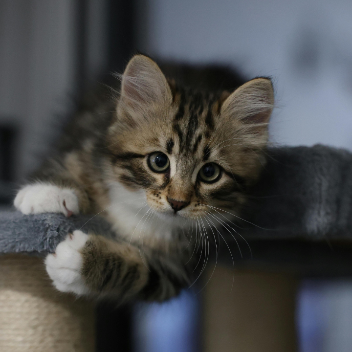 cat adoption day PUC HK Sai Kung WM Hote, what's on hong kong may 2026