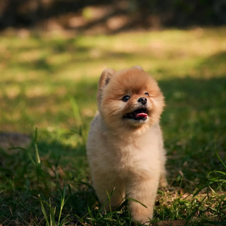 best pet photographers in hong, pet photography studio hong kong, cat photography, dog photography, danny kwan photography