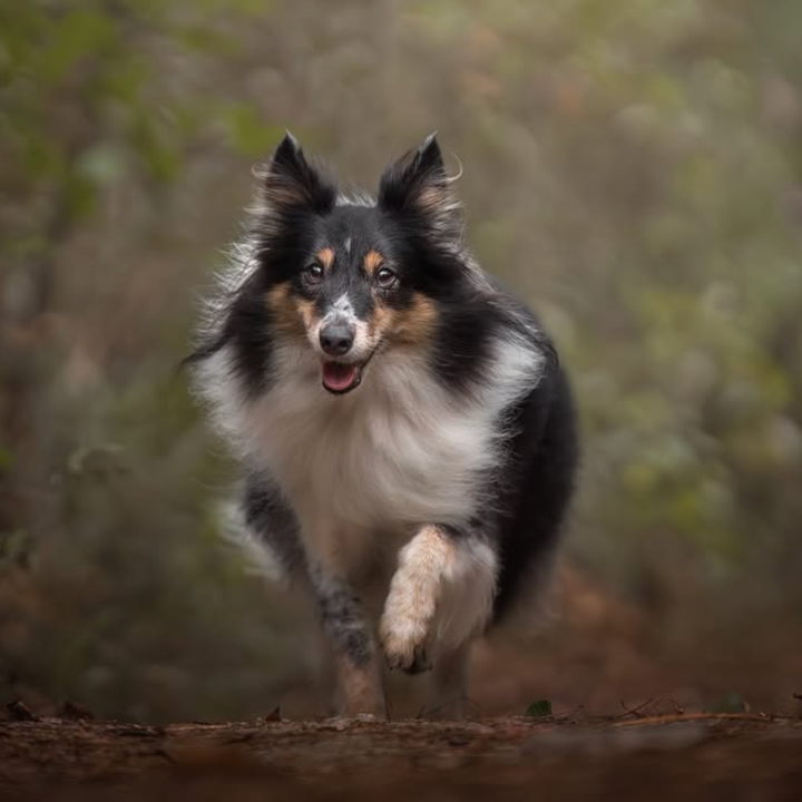 best pet photographers in hong, pet photography studio hong kong, hounds of hong kong 