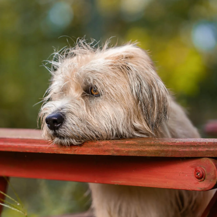 best pet photographers in hong, pet photography studio hong kong, cat photography, dog photography, ian taylor