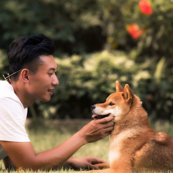 best pet photographers in hong, pet photography studio hong kong, cat photography, dog photography, 