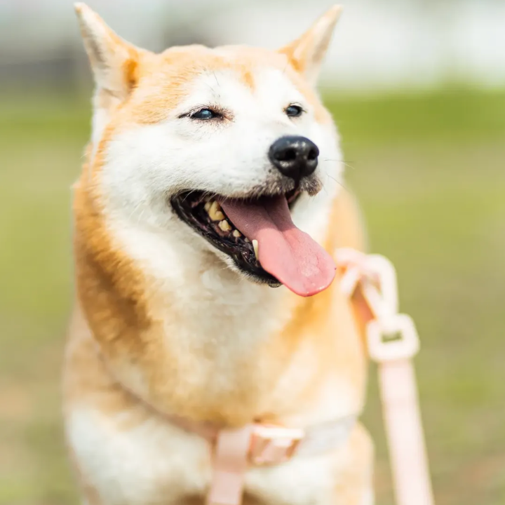 best pet photographers in hong, pet photography studio hong kong, cat photography, dog photography, pawtraits