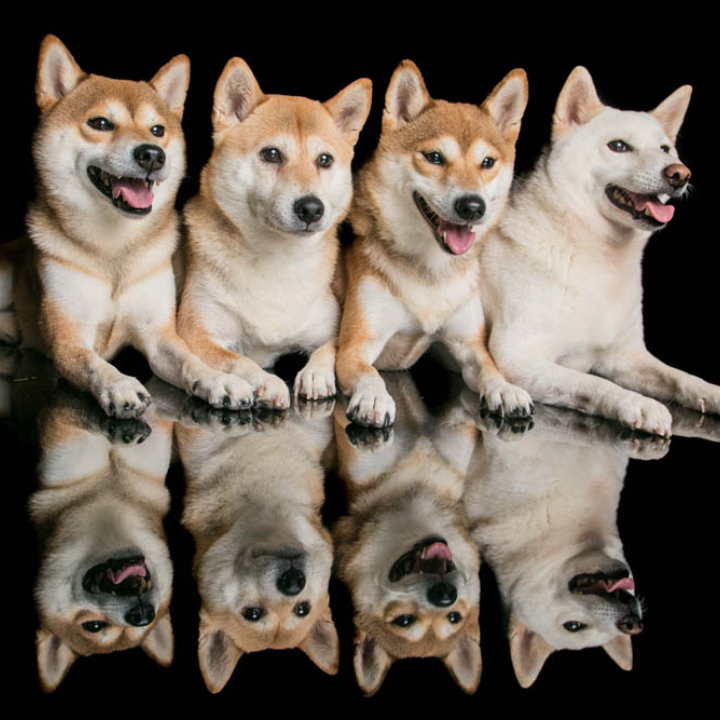 best pet photographers in hong, pet photography studio hong kong, cat photography, dog photography, sens pet pro mong kok
