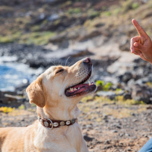 Become Your Dog’s Hero: The Power of Positive Reinforcement